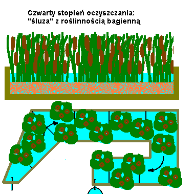 luza z rolinnoci bagienn